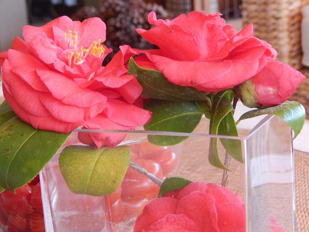 Slow Living Beautiful Villa ราฟีนา ภายนอก รูปภาพ